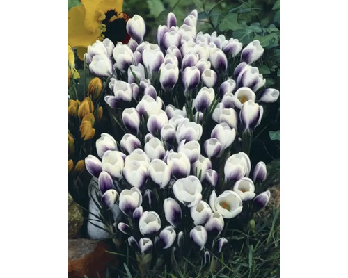 Grup de crocuși cu flori albe și violete în grădină.