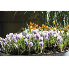 Crocus într-un ghiveci