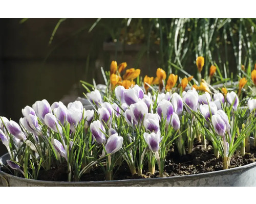 Crocus într-un ghiveci