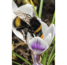 Bondar pe floare de crocus