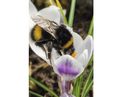 Bondar pe floare de crocus