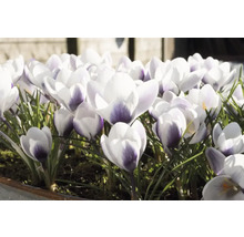 Prim-plan cu crocus în grădina de primăvară