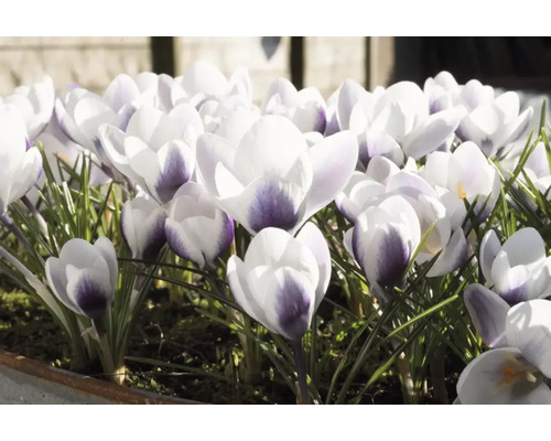 Prim-plan cu crocus în grădina de primăvară