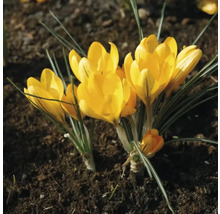 Crocus galbeni în grădina cu flori