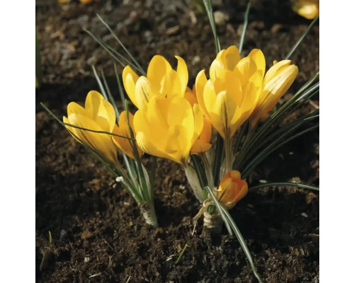 Crocus galbeni în grădina cu flori
