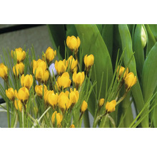 Crocus galbeni în grădină