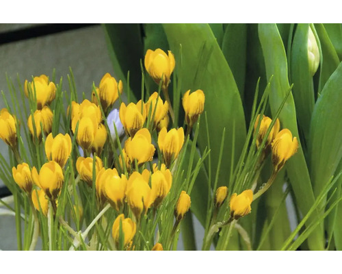 Crocus galbeni în grădină