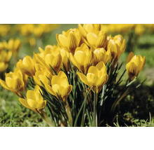Crocus galbeni în grădina de flori