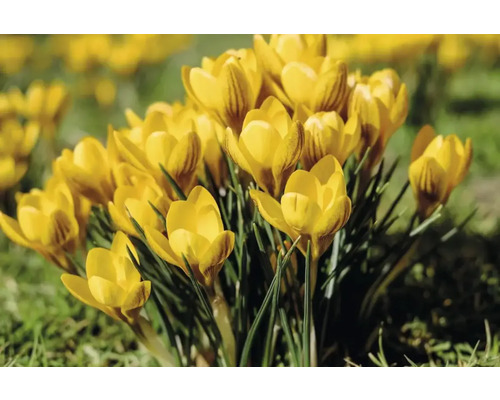 Crocus galbeni în grădina de flori