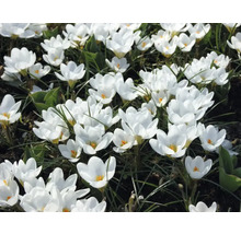Prim-plan cu crocuși albi în grădină