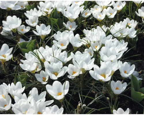 Prim-plan cu crocuși albi în grădină