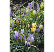 Crocus cu frunze verzi în grădină