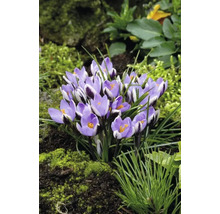 Prim-plan cu un grup de crocuși violet în grădină
