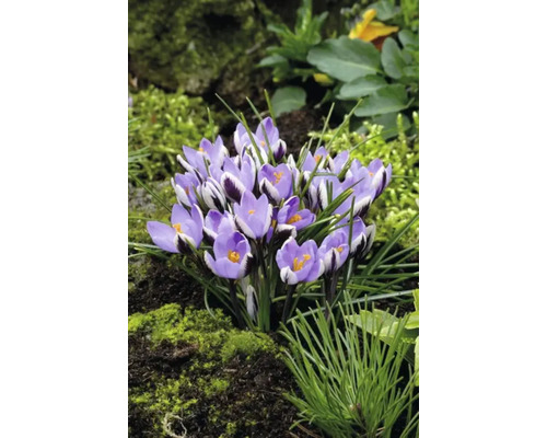 Prim-plan cu un grup de crocuși violet în grădină