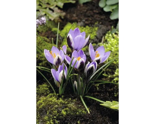 Prim-plan cu crocuși cu petale lila deschis și marcaje închise la culoare pe o suprafață de pământ cu mușchi.
