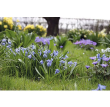 Parter cu flori de viorea și anemone de pădure în grădină