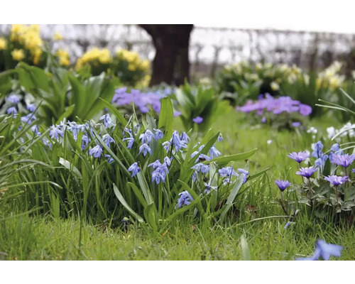 Parter cu flori de viorea și anemone de pădure în grădină