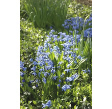 Plante Scilla înflorite în grădină