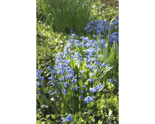 Plante Scilla înflorite în grădină