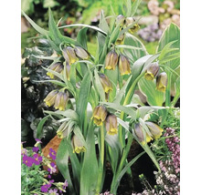 Grup de flori Fritillaria meleagris în grădină