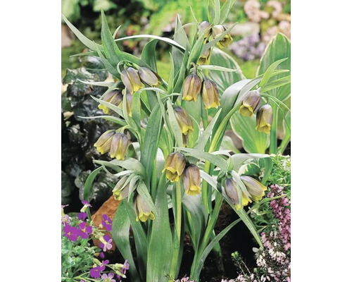 Grup de flori Fritillaria meleagris în grădină