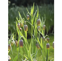 Flori Fritillaria Uva-Vulpis într-o grădină.