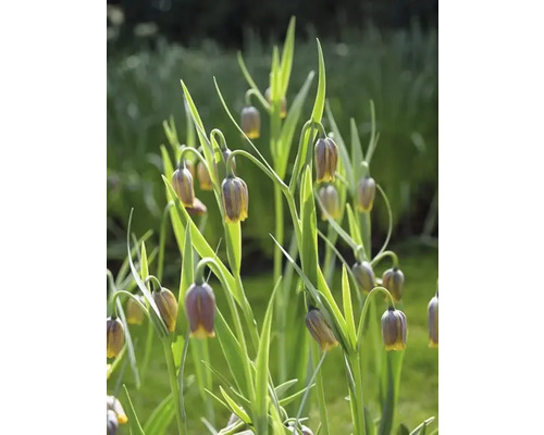 Flori Fritillaria Uva-Vulpis într-o grădină.