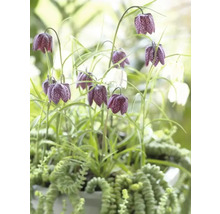 Fritillaria meleagris cu plante verzi într-un ghiveci