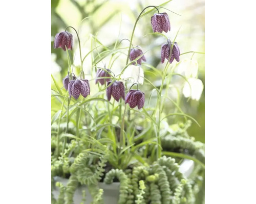 Fritillaria meleagris cu plante verzi într-un ghiveci