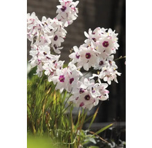 Plantă Dietes grandiflora înflorită cu petale albe și centre violete.
