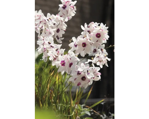 Plantă Dietes grandiflora înflorită cu petale albe și centre violete.