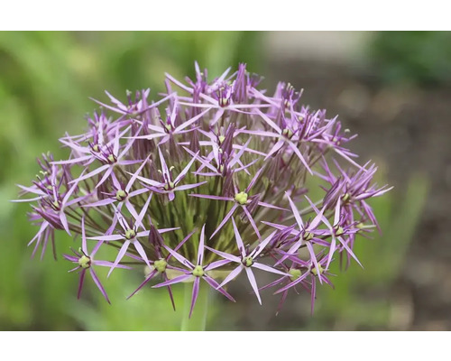 Prim-plan cu o floare ornamentală de usturoi, mov