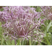 Prim-plan cu o plantă Allium înflorită în grădină
