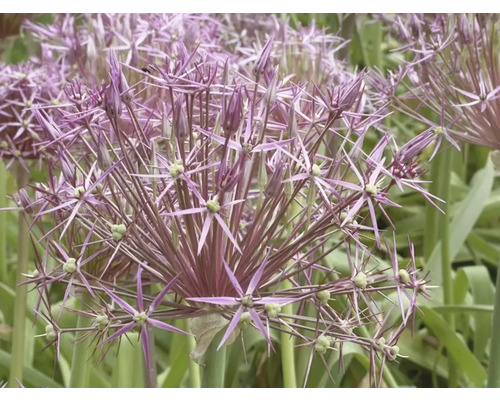 Prim-plan cu o plantă Allium înflorită în grădină