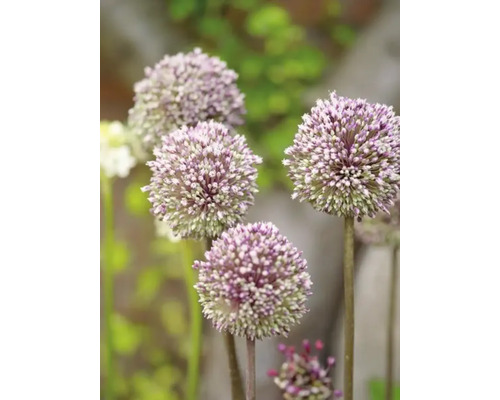 Prim-plan cu flori de ceapă ornamentală