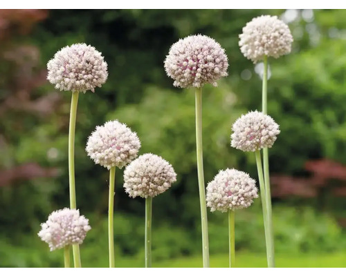 Ceapă decorativă înflorită în grădină