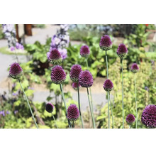 Plante de ceapă ornamentală înflorită într-o grădină
