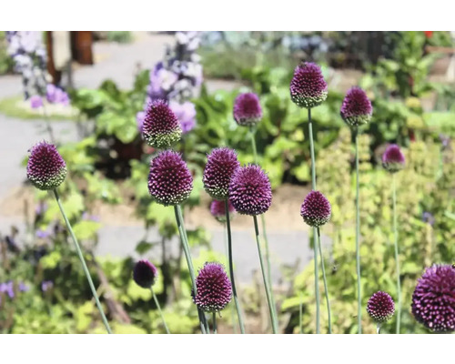 Plante de ceapă ornamentală înflorită într-o grădină