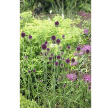 Allium ornamental în stratul de flori