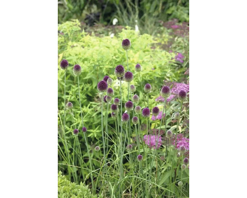 Allium ornamental în stratul de flori