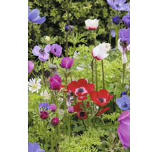 Flori anemone colorate într-un peisaj de grădină.