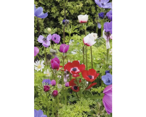 Flori anemone colorate într-un peisaj de grădină.