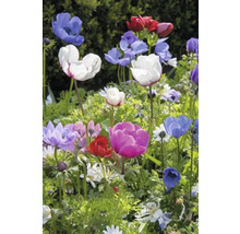 Anemone înflorite în diferite culori în grădină.
