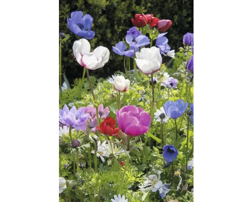 Anemone înflorite în diferite culori în grădină.