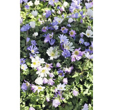 Mare de flori cu anemone de pădure în alb și violet