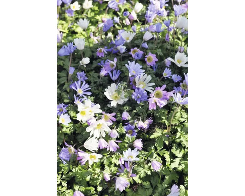 Mare de flori cu anemone de pădure în alb și violet