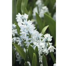 Prim-plan cu o floare din genul Scilla bifolia cu frunze verzi