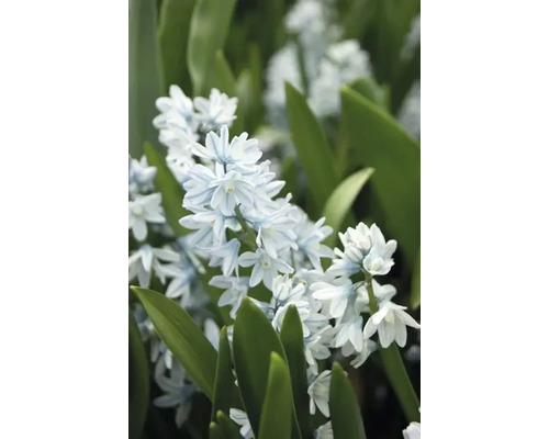 Prim-plan cu o floare din genul Scilla bifolia cu frunze verzi