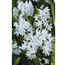 Inflorescență a plantei bulboase Scilla mischtschenkoana