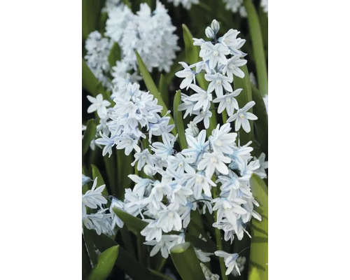 Inflorescență a plantei bulboase Scilla mischtschenkoana